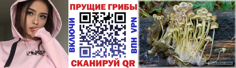 Псилоцибиновые грибы Cubensis  наркошоп  Кашин 